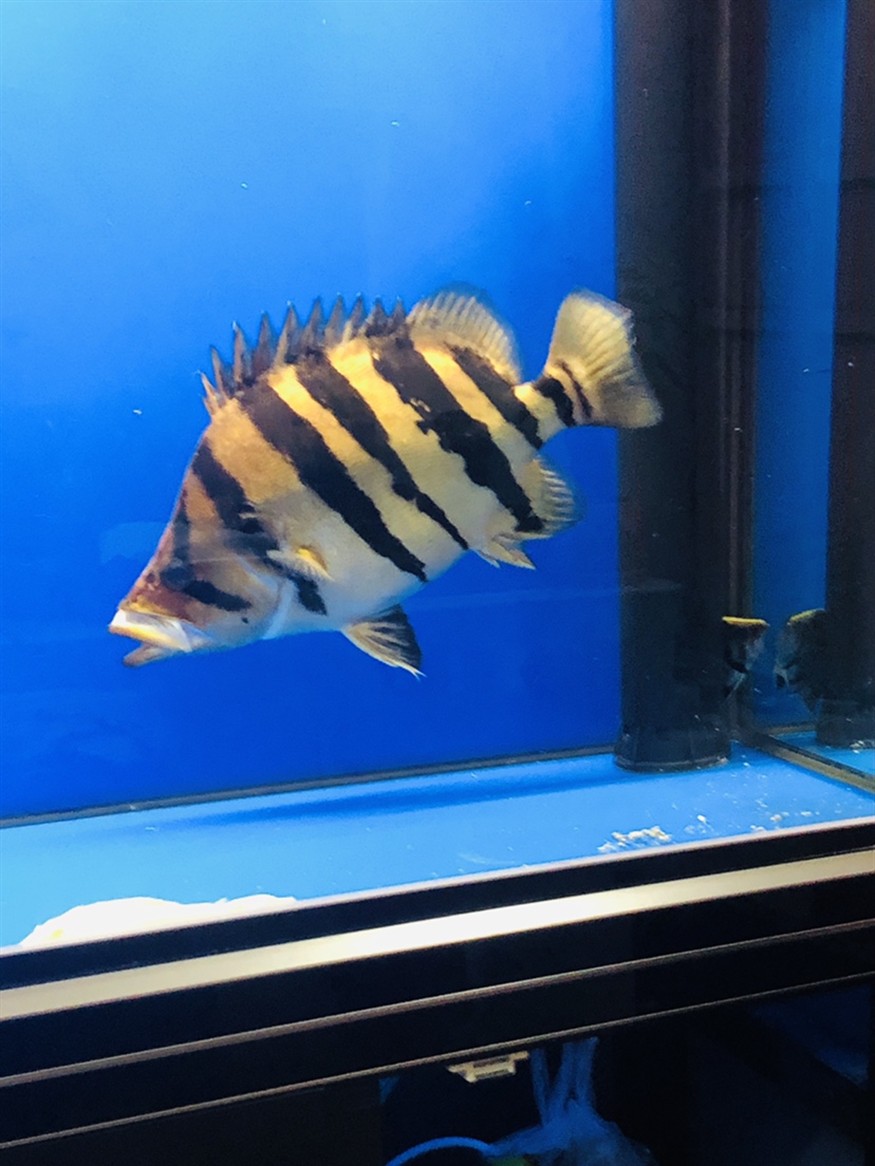 虎魚球虎