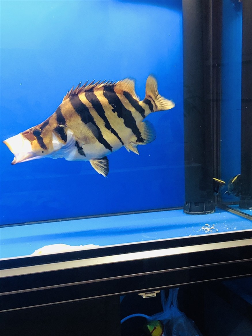 虎魚球虎