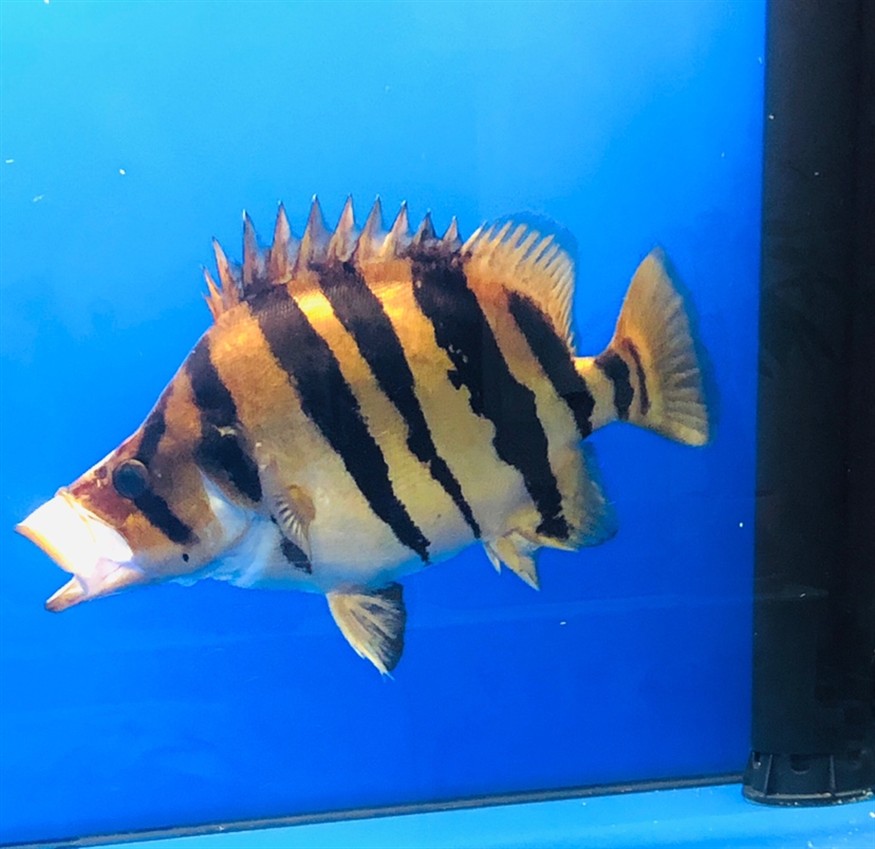 虎魚球虎