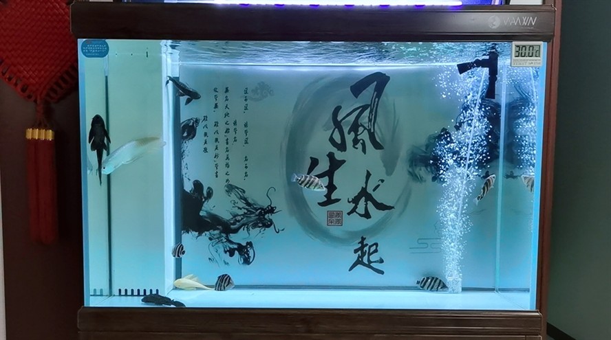 這兩天虎魚的紋路特別不清晰什么情況請指導(dǎo) 這兩天虎魚的紋路特別不清晰什么情況請指導(dǎo) 虎魚百科 第1張