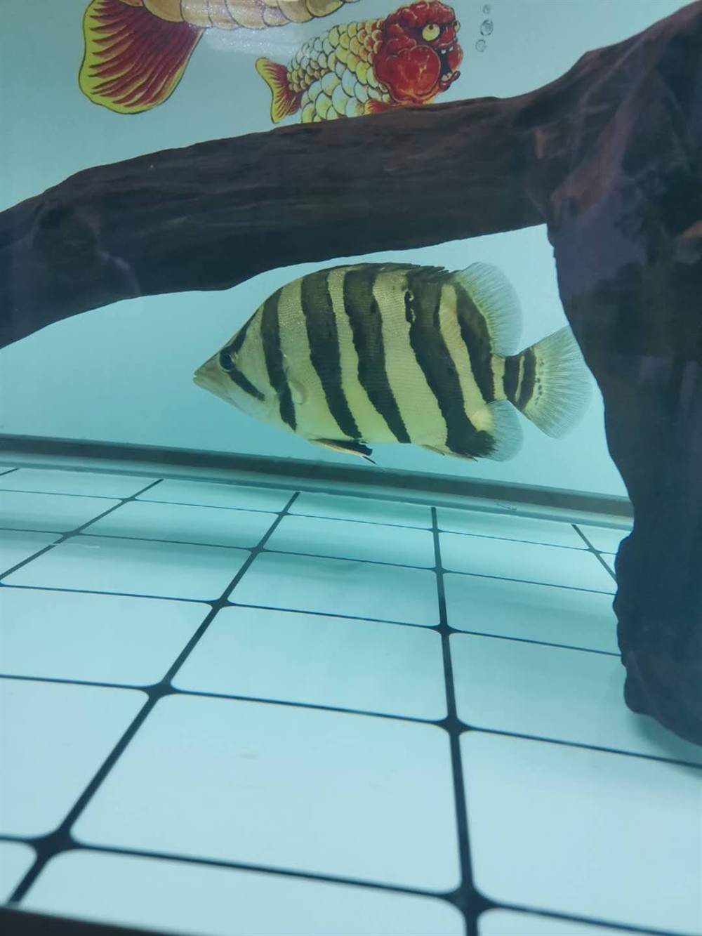 大家虎魚只吃活食怎么辦餓了一禮拜了 大家虎魚只吃活食怎么辦餓了一禮拜了 虎魚百科 第1張