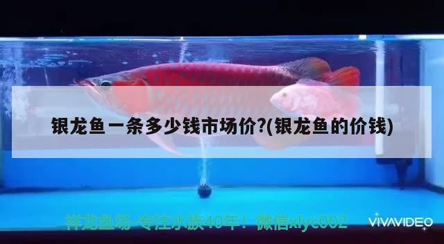 銀龍魚(yú)一條多少錢(qián)市場(chǎng)價(jià)?(銀龍魚(yú)的價(jià)錢(qián))