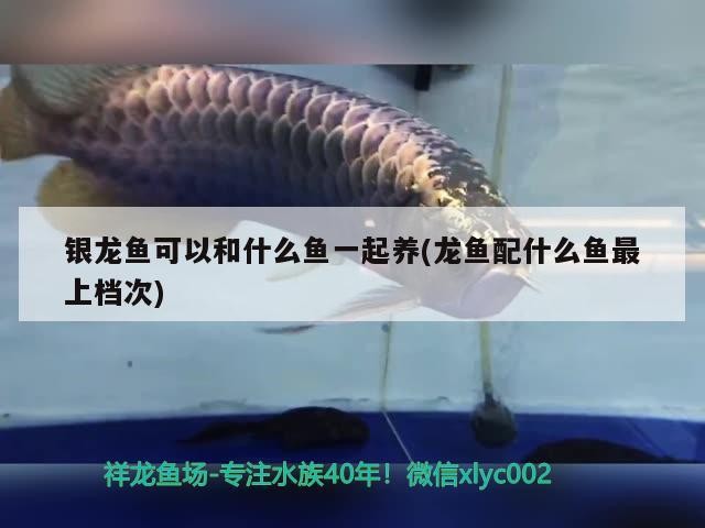 銀龍魚可以和什么魚一起養(龍魚配什么魚最上檔次)