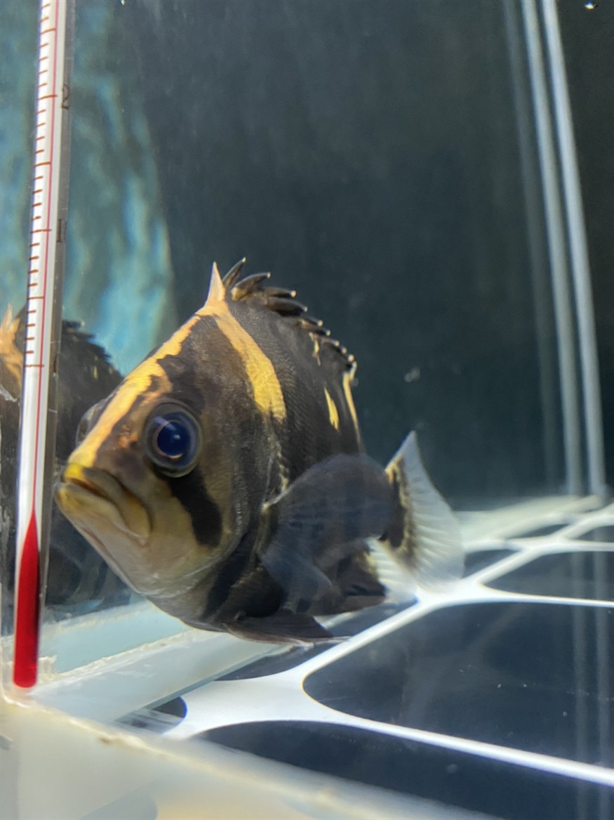 虎魚眼睛里有針孔一樣的小點(diǎn)
