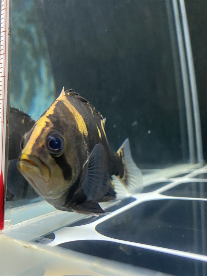 虎魚眼睛里有針孔一樣的小點(diǎn)