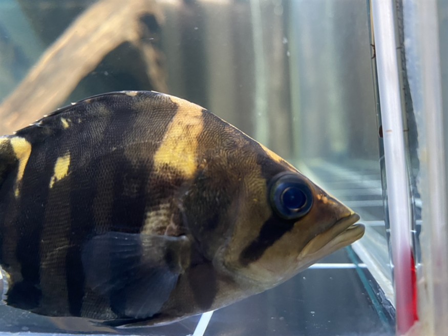 虎魚眼睛里有針孔一樣的小點(diǎn)