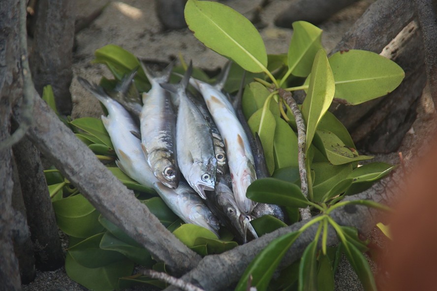 泰國虎魚生長速度，泰國虎魚的飼養(yǎng)溫度 泰國虎魚生長速度，泰國虎魚的飼養(yǎng)溫度 虎魚百科 第1張