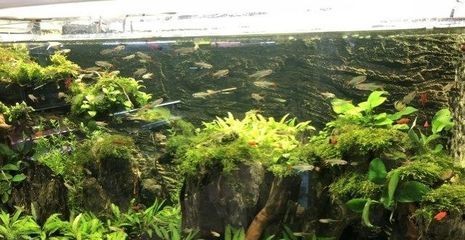 購買帶柜子的魚缸有其獨特的優(yōu)點，但也需要注意一些問題：如何選擇一個安全穩(wěn)固的魚缸柜