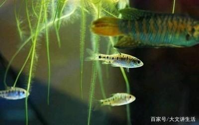 購買帶柜子的魚缸有其獨特的優(yōu)點，但也需要注意一些問題：如何選擇一個安全穩(wěn)固的魚缸柜