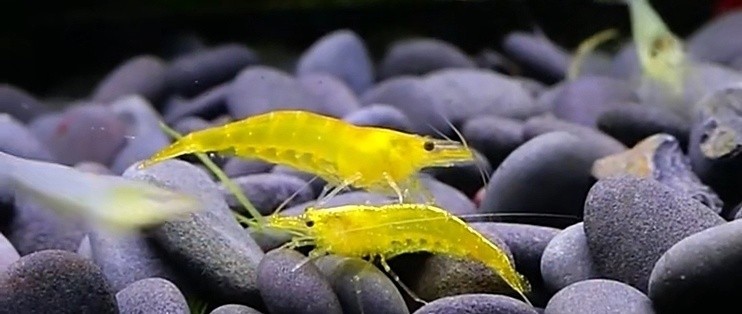 新鄉市高新區鴻運水族館（新鄉市高新區鴻運水族館電話）