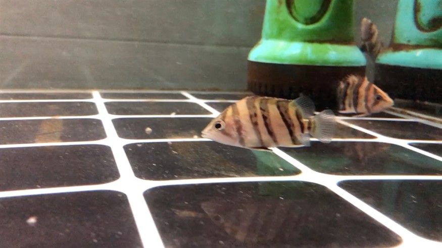 一四一人虎魚新寵三號