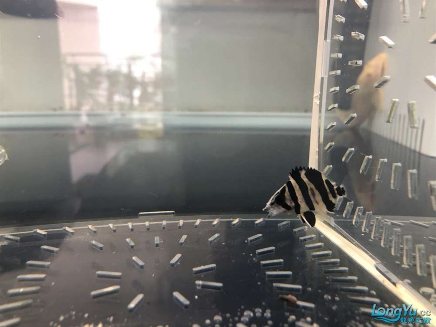 小虎魚暗紗能退嗎 小虎魚暗紗能退嗎 虎魚百科 第1張