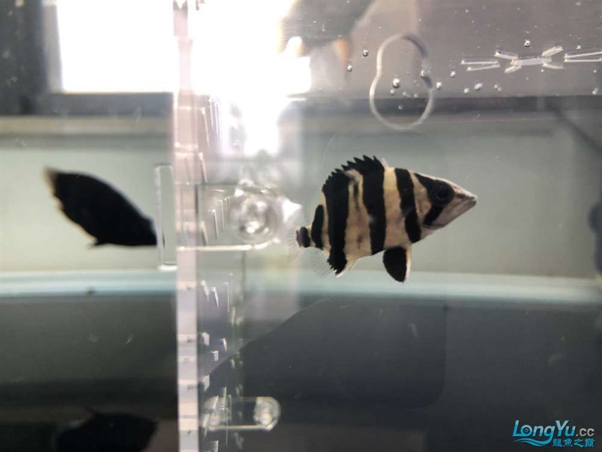 小虎魚暗紗能退嗎 小虎魚暗紗能退嗎 虎魚百科 第2張