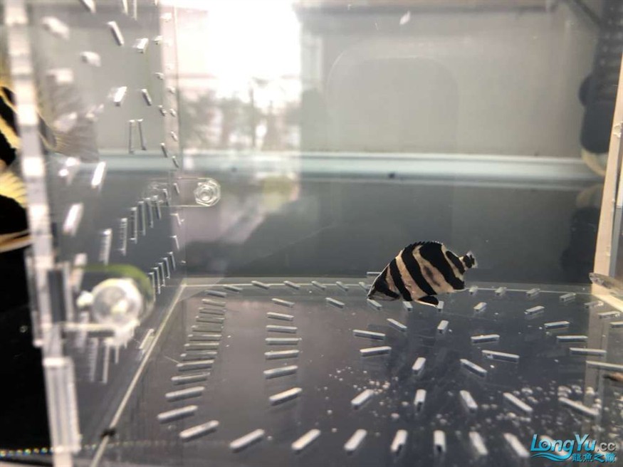 小虎魚暗紗能退嗎 小虎魚暗紗能退嗎 虎魚百科 第3張