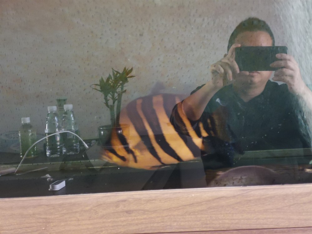 虎魚好養又漂亮特別是泰國虎