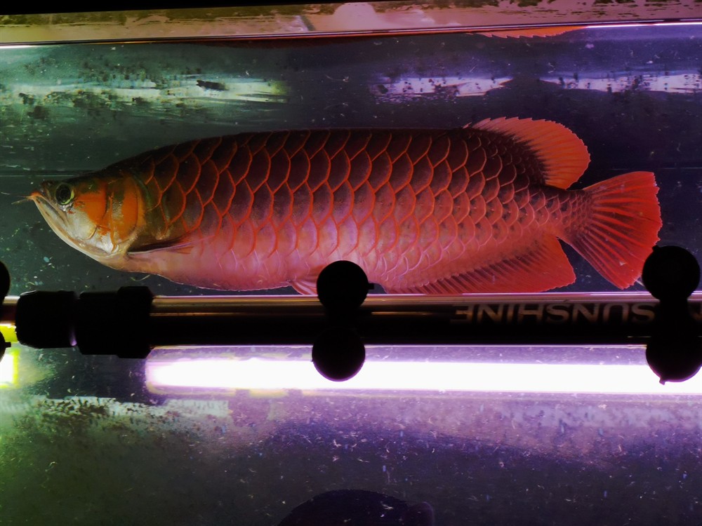 虎魚好養又漂亮特別是泰國虎