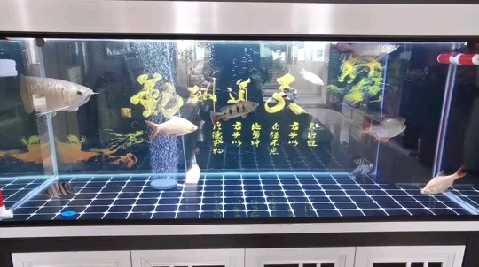 虎魚進缸第三天明不吃東西咋辦？