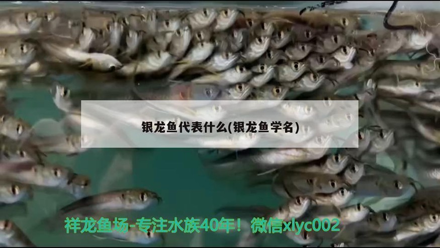 銀龍魚代表什么(銀龍魚學名) 銀龍魚代表什么(銀龍魚學名) 銀龍魚百科