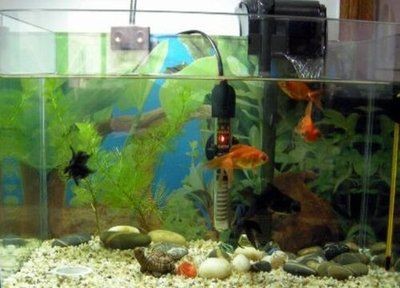 對魚缸水過敏：關于魚缸水過敏的一些詳細信息