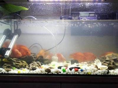 對魚缸水過敏：關(guān)于魚缸水過敏的一些詳細(xì)信息
