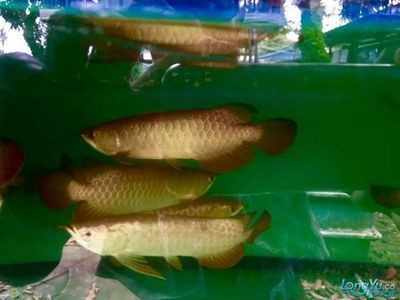鸚鵡魚和銀龍魚混養怎樣喂食