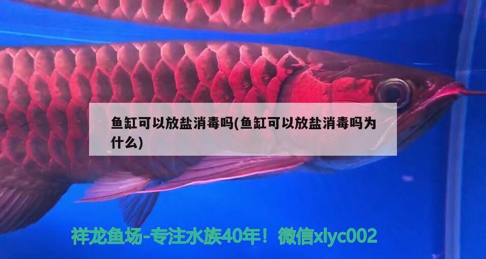 龍魚死了有什么預兆，，龍魚死了有什么預兆