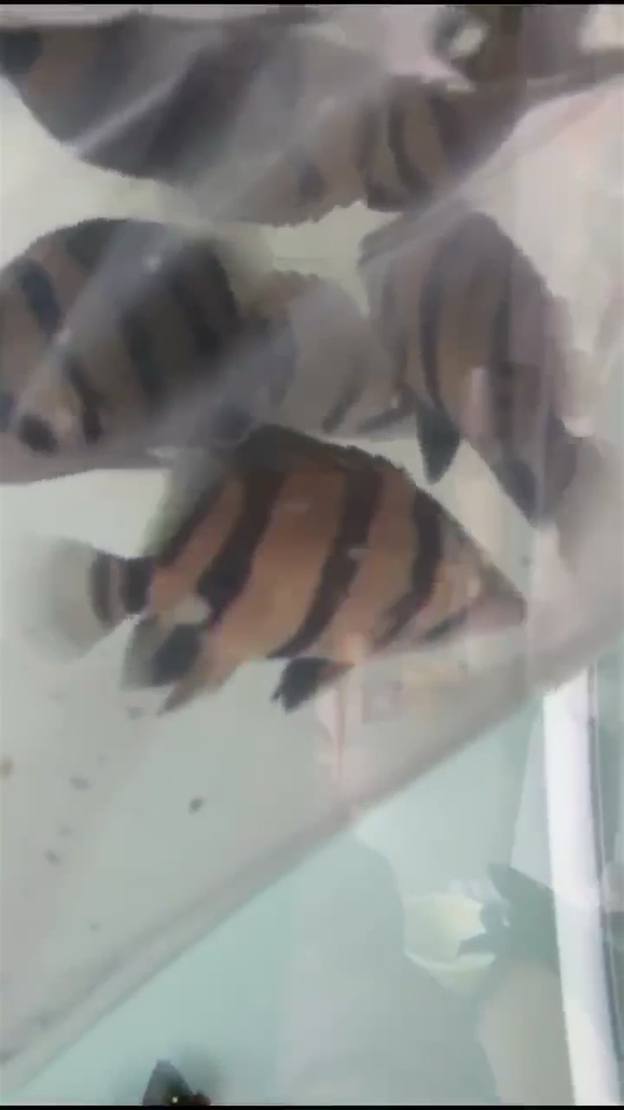 泰北三紋虎魚