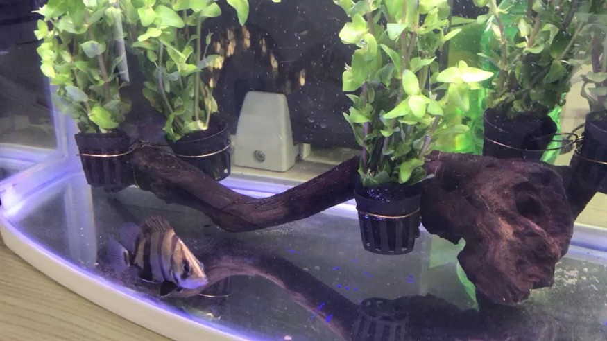 幫虎妞打卡虎魚
