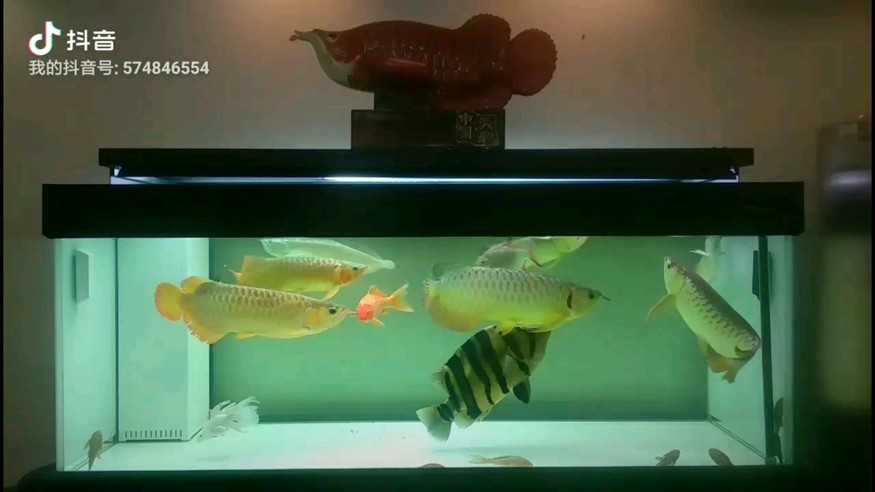 龍、虎、鯉、群養缸 魚勇 龍、虎、鯉、群養缸 魚勇 虎魚百科 第1張