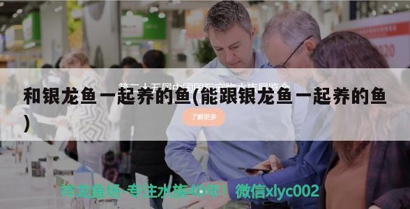 和銀龍魚一起養的魚(能跟銀龍魚一起養的魚) 和銀龍魚一起養的魚(能跟銀龍魚一起養的魚) 銀龍魚百科