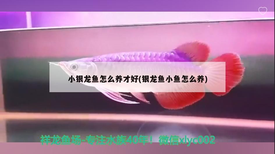 小銀龍魚怎么養才好(銀龍魚小魚怎么養) 小銀龍魚怎么養才好(銀龍魚小魚怎么養) 銀龍魚百科