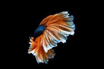 黑背景魚缸的養護技巧黑背景魚缸的養護技巧：黑背景魚缸養護技巧