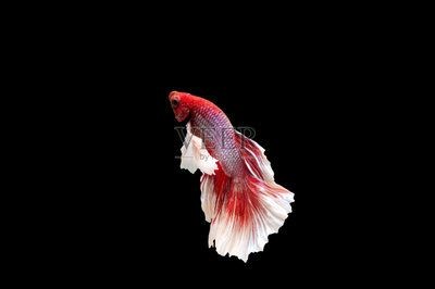 黑背景魚缸的養(yǎng)護(hù)技巧黑背景魚缸的養(yǎng)護(hù)技巧：黑背景魚缸養(yǎng)護(hù)技巧