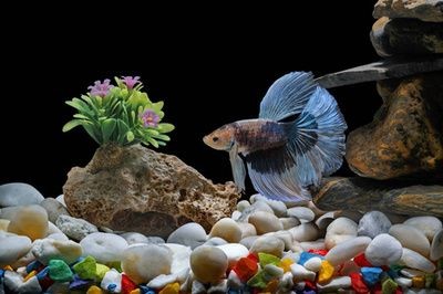 黑背景魚缸的養護技巧黑背景魚缸的養護技巧：黑背景魚缸養護技巧