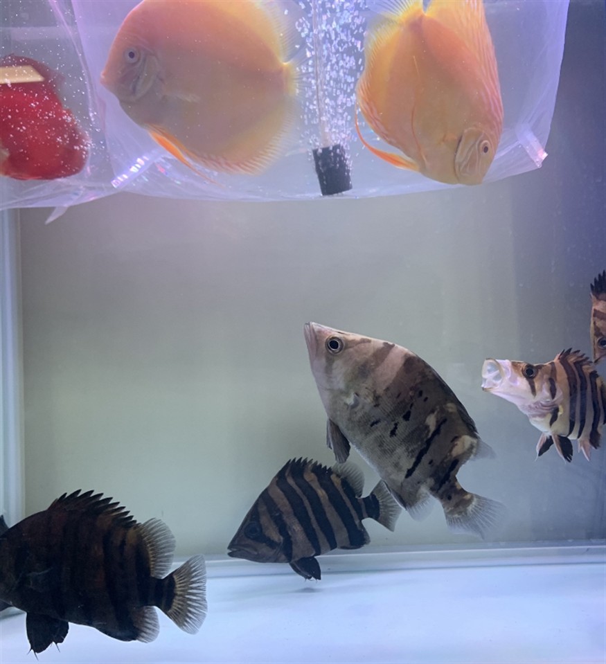 虎魚(yú)天天黑來(lái)點(diǎn)赤瞳黃金