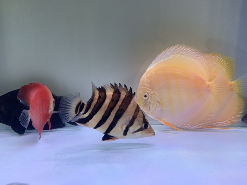 虎魚(yú)天天黑來(lái)點(diǎn)赤瞳黃金