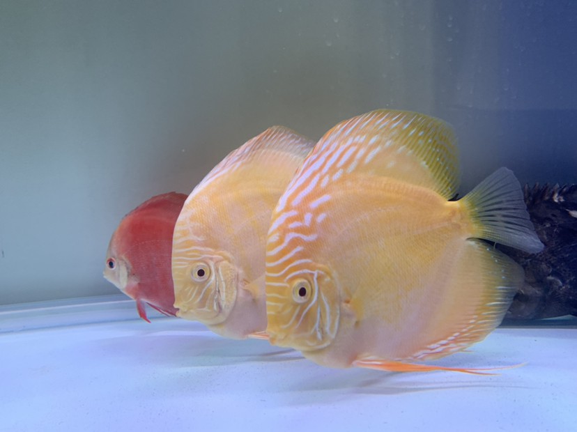 虎魚(yú)天天黑來(lái)點(diǎn)赤瞳黃金