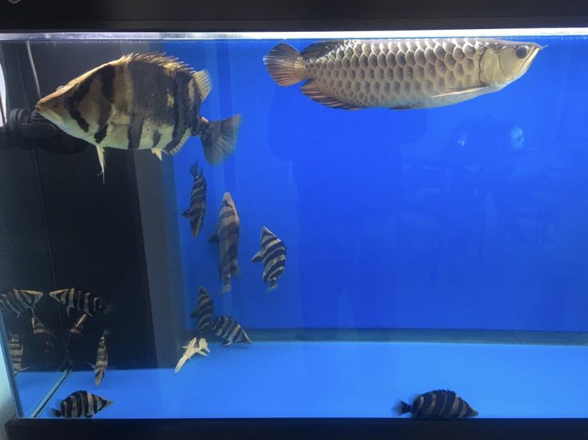 小虎魚長大了 小虎魚長大了 虎魚百科 第1張