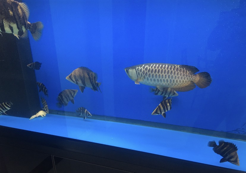 小虎魚長大了 小虎魚長大了 虎魚百科 第2張