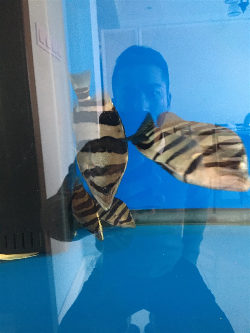 小虎魚長大了 小虎魚長大了 虎魚百科 第3張