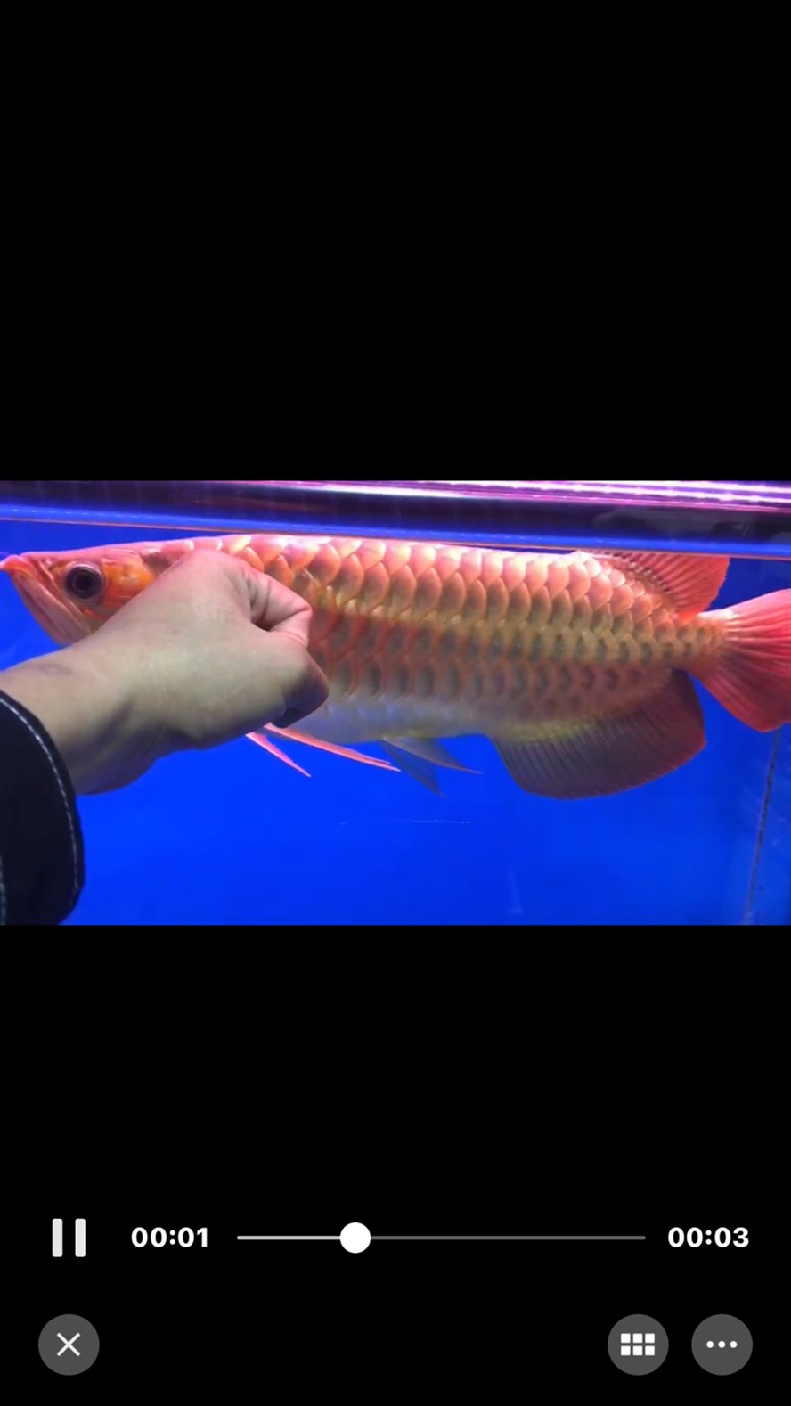 小虎魚長大了 小虎魚長大了 虎魚百科 第4張