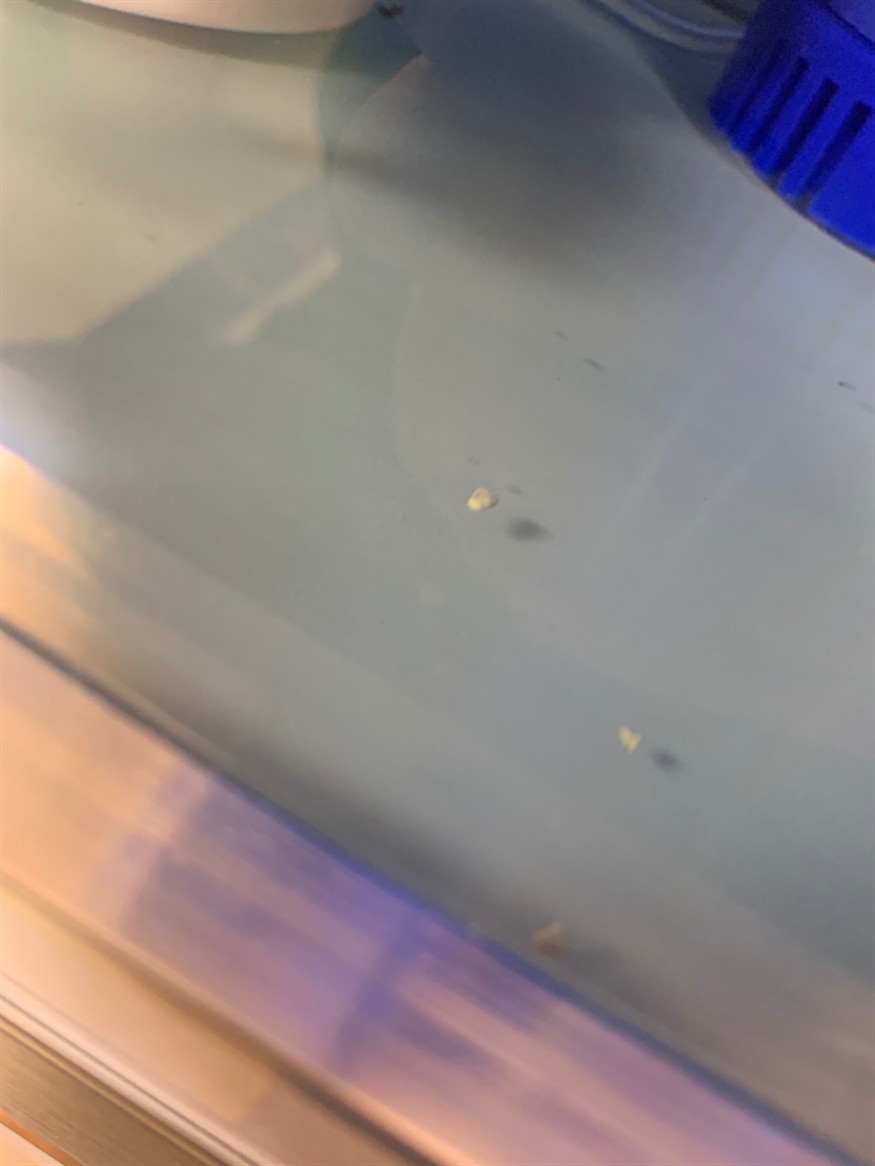 虎魚(yú)拉綠色便便