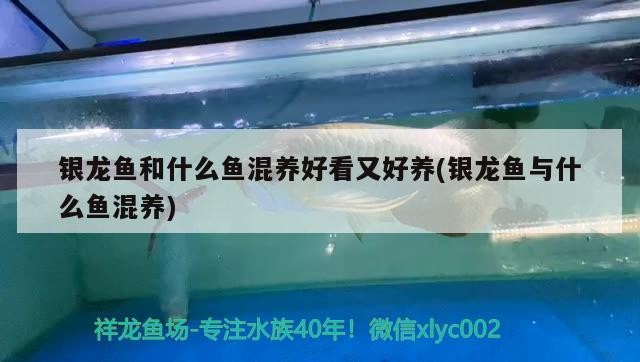 銀龍魚和什么魚混養好看又好養(銀龍魚與什么魚混養)