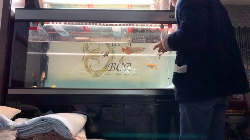要想給虎魚喂個蝦要走套路