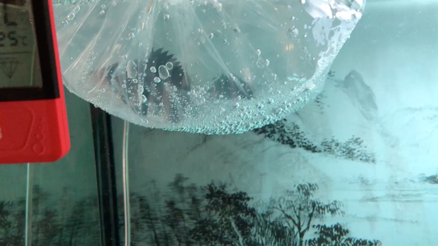 中了虎魚的毒 中了虎魚的毒 虎魚百科 第1張