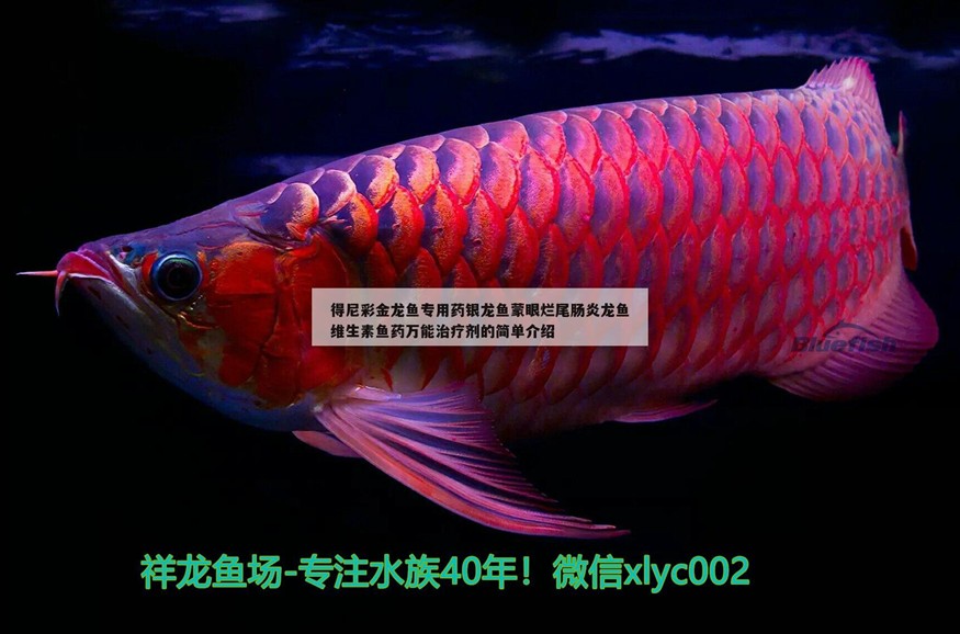 得尼彩金龍魚專用藥銀龍魚蒙眼爛尾腸炎龍魚維生素魚藥萬能治療劑的簡單介紹