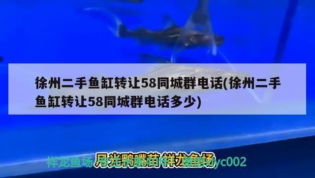 徐州二手魚缸轉讓58同城群電話(徐州二手魚缸轉讓58同城群電話多少) 徐州二手魚缸轉讓58同城群電話(徐州二手魚缸轉讓58同城群電話多少) 銀龍魚百科