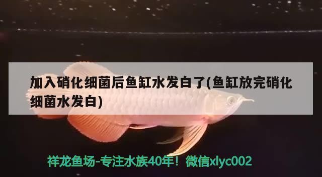 720周六虎魚圈 720周六虎魚圈 虎魚百科 第4張