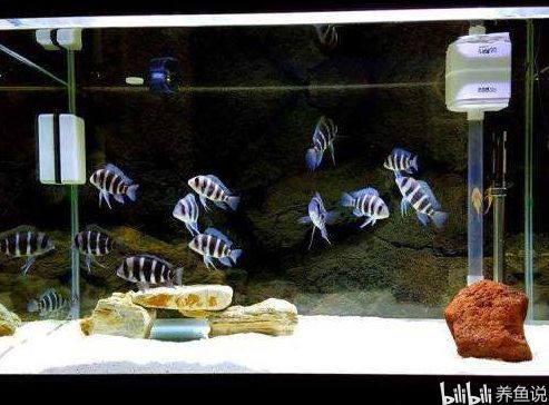 慈鯛魚缸造景方法視頻：三湖慈鯛魚缸造景,標題：三湖慈鯛魚缸造景 慈鯛魚缸造景方法視頻：三湖慈鯛魚缸造景,標題：三湖慈鯛魚缸造景 魚缸百科 第1張