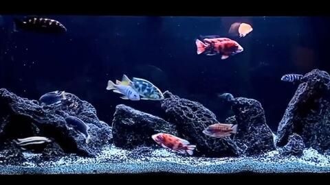 慈鯛魚缸造景方法視頻：三湖慈鯛魚缸造景,標題：三湖慈鯛魚缸造景 慈鯛魚缸造景方法視頻：三湖慈鯛魚缸造景,標題：三湖慈鯛魚缸造景 魚缸百科 第3張